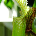 Sarracenia leucophylla Hoja
