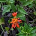 Pseudogynoxys chenopodioides Flower