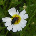 Cladanthus mixtus Flower