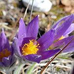 Pulsatilla grandis Flor