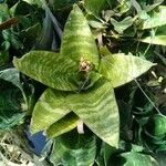 Sansevieria trifasciata 葉