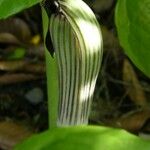 Arisaema triphyllum 花