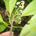 Ocotea dendrodaphne Blüte