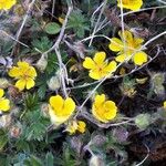Potentilla verna Blüte