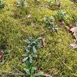 Chimaphila umbellata Habitus