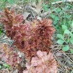 Orobanche rapum-genistae Leaf