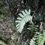 Hymenasplenium unilaterale Листок