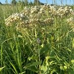 Parthenium integrifolium फूल