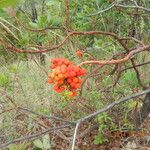 Arbutus xalapensis Froito