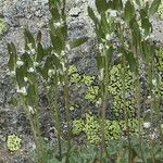 Draba dubia Flor
