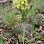 Pedicularis brachyodonta