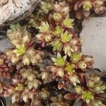 Sedum litoreum Outro