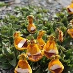 Calceolaria uniflora Λουλούδι