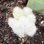 Opuntia orbiculata برگ