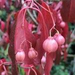 Euonymus carnosus Fruit