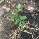 Solanum lycopersicum Hoja