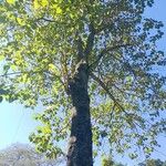 Gmelina arborea Blatt