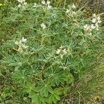 Lupinus albus Habit