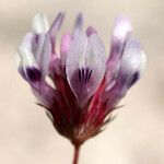 Trifolium willdenovii Kvet