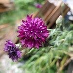 Centaurea cyanus花