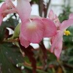 Begonia aconitifolia ഫലം