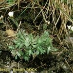 Draba dubia Hábito