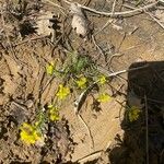 Sisymbrella aspera Blomma