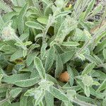 Inula montana Leaf