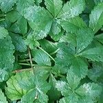 Potentilla anglica Leaf