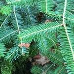 Abies balsamea 叶