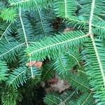 Abies balsamea Leaf