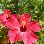 Hibiscus rosa-sinensisKvět