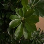 Heptapleurum arboricolaFeuille