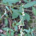 Persicaria hydropiper Flower