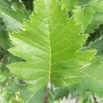 Sorbus mougeotii Levél