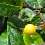 Ficus versicolor Fruto