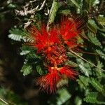 Calliandra dysantha Цветок