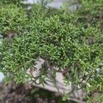 Juniperus californica Leaf