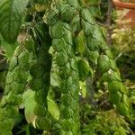 Phyllodium pulchellum Leaf