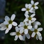 Saxifraga bulbifera Kwiat