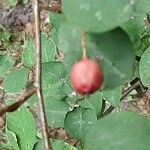 Cotoneaster multiflorus Frugt