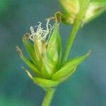 Carex leersii Fleur