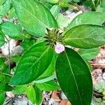 Rostellularia procumbens Flors