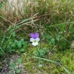 Viola tricolor Flower