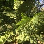 Albizia harveyi Fulla