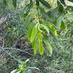 Salix lasiolepis Ліст