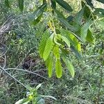 Salix lasiolepis Leaf