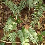 Bolbitis acrostichoides Leaf