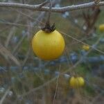 Solanum tettense Froito