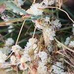 Cuscuta approximata Bark